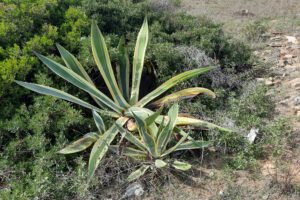 Agave in de Algarve