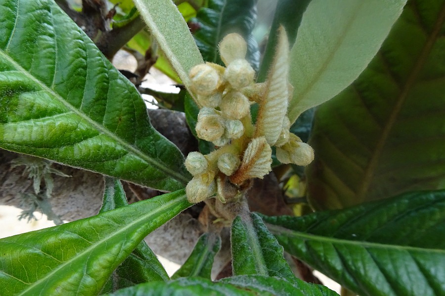 Fruitbomen in de Algarve
