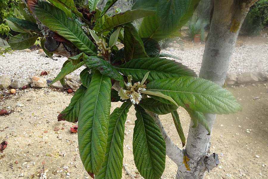Fruitbomen in de Algarve