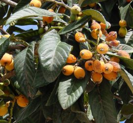 Fruitbomen in de Algarve