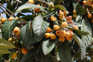 Fruitbomen in de Algarve