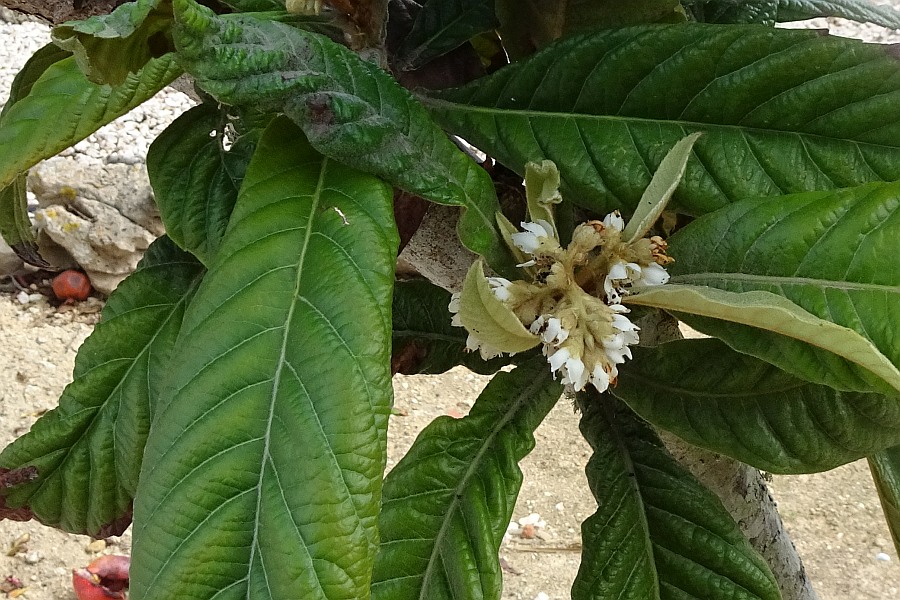 Fruitbomen in de Algarve