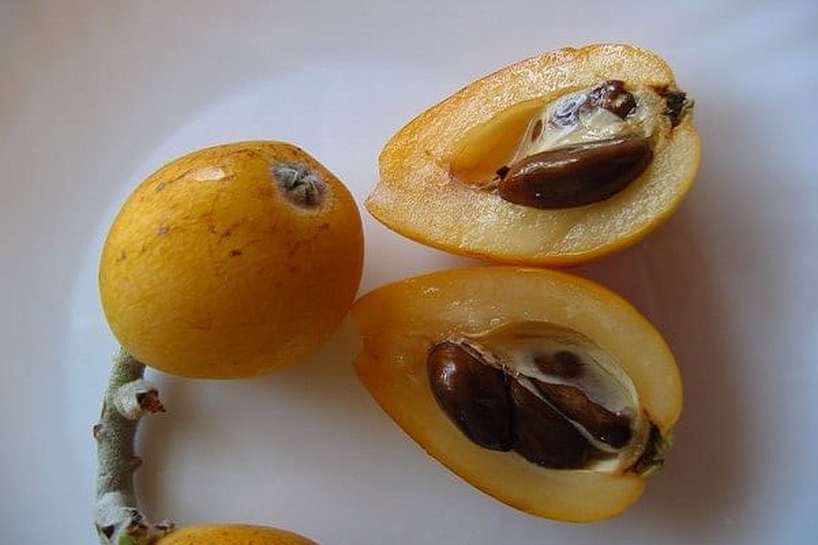 Fruitbomen in de Algarve