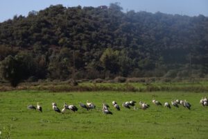 Algarve Ooievaars – Vogels in de Algarve, Portugal