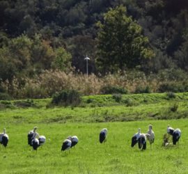 Algarve Ooievaars – Vogels in de Algarve, Portugal