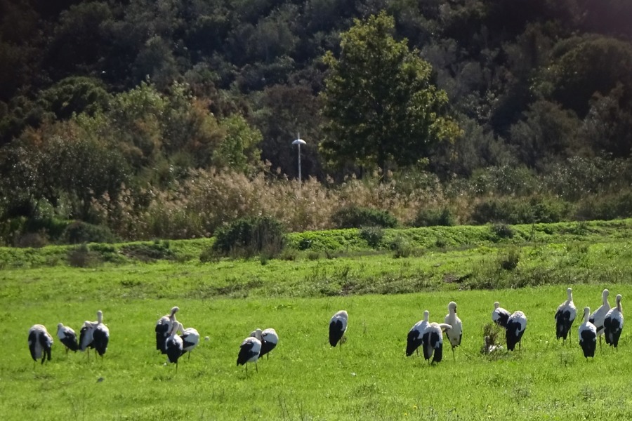 Algarve Ooievaars – Vogels in de Algarve, Portugal