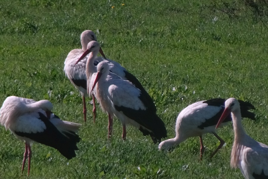 Algarve Ooievaars – Vogels in de Algarve, Portugal