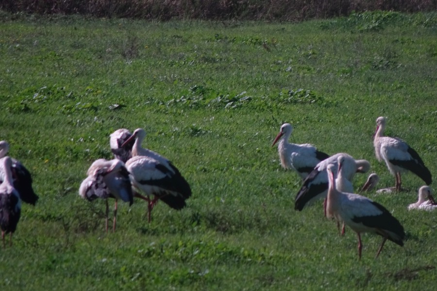 Algarve Ooievaars – Vogels in de Algarve, Portugal