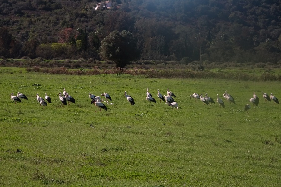 Algarve Ooievaars – Vogels in de Algarve, Portugal