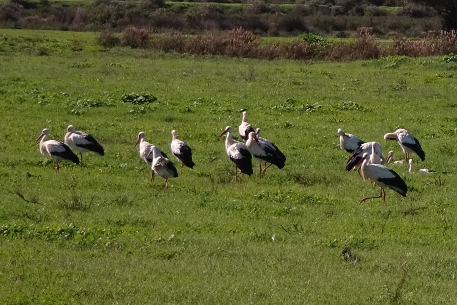 Algarve Ooievaars – Vogels in de Algarve, Portugal