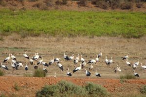 Algarve Ooievaars – Vogels in de Algarve, Portugal