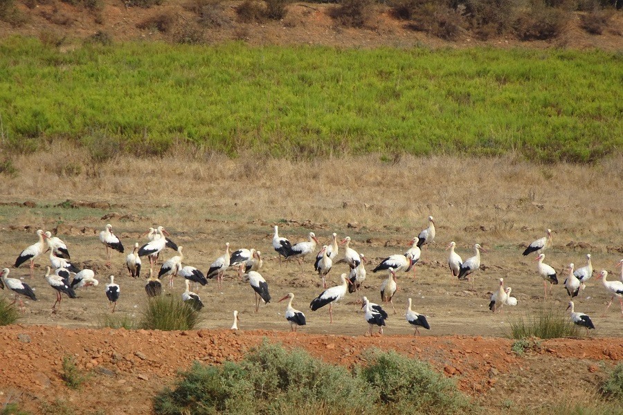 Algarve Ooievaars – Vogels in de Algarve, Portugal