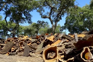 Cork oak in the Monchique.