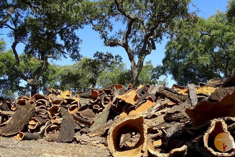 Cork oak in the Monchique.